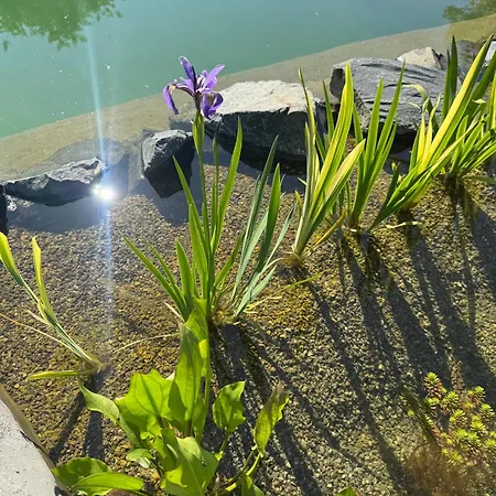 Am Dillich - Schwimmteich - Eigener Garten - Ruhige Lage - Hunde Willkommen Borken (Hessen)